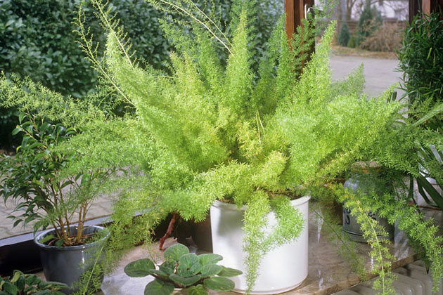 Is Plumosa Fern Toxic to Cats? 