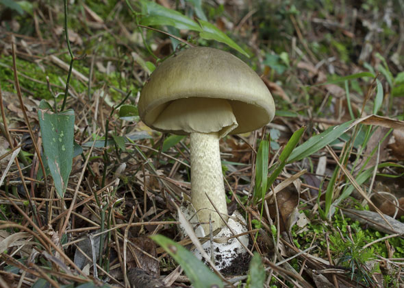 Amanita Phalloides — "Death Cap" mushroom poisoning in pets