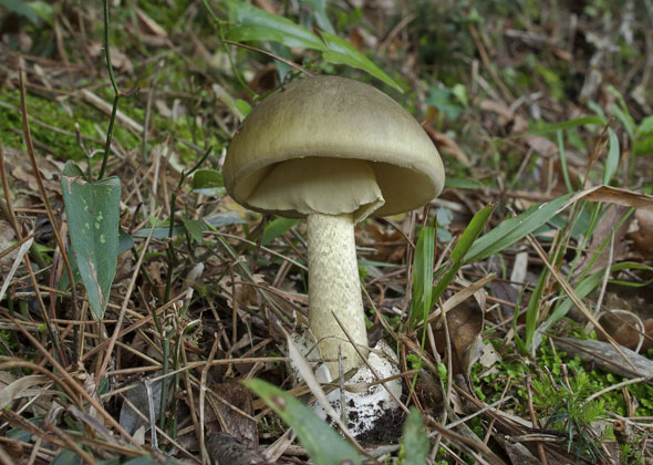 Amanita Phalloides — "Death Cap"