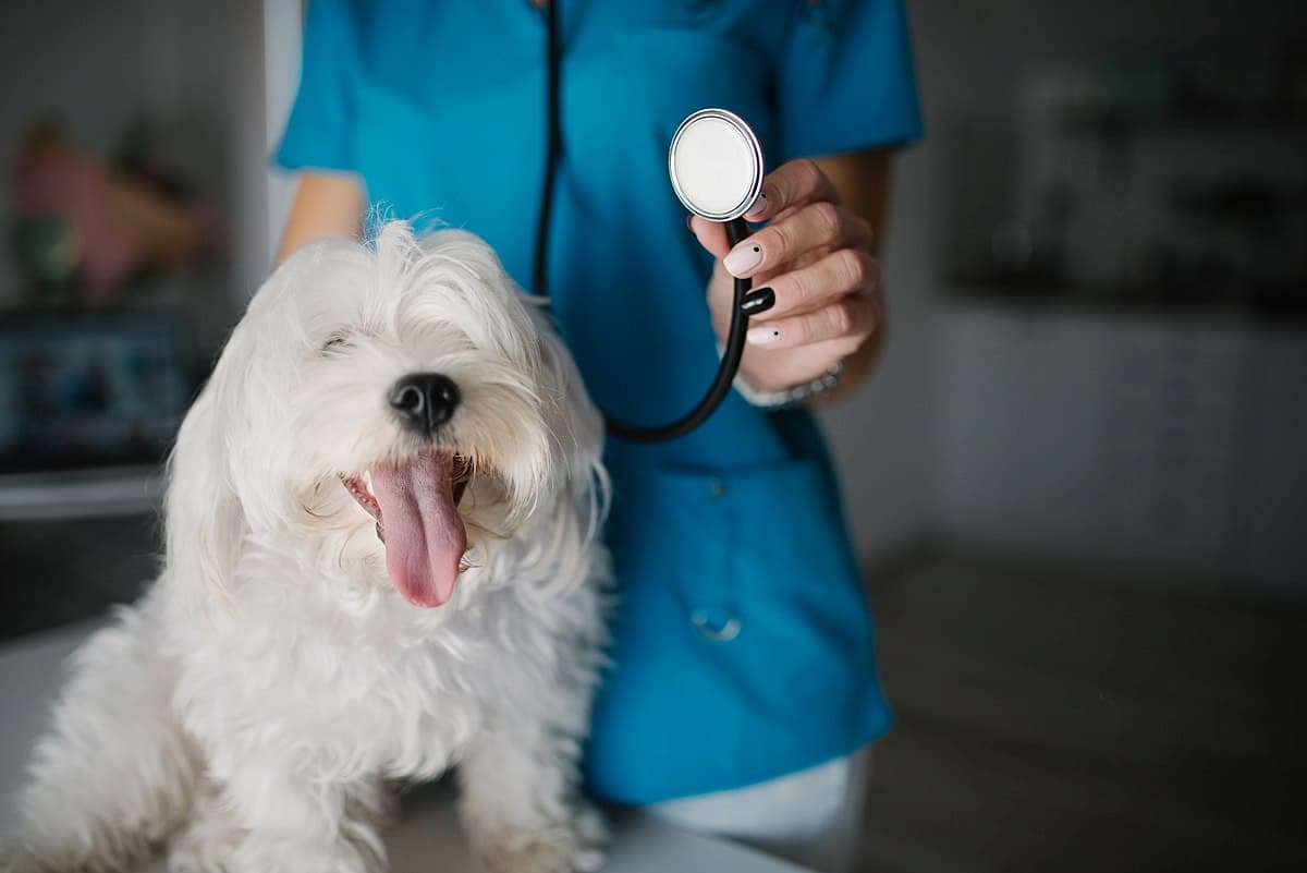 Dog Vaccine Recommendations