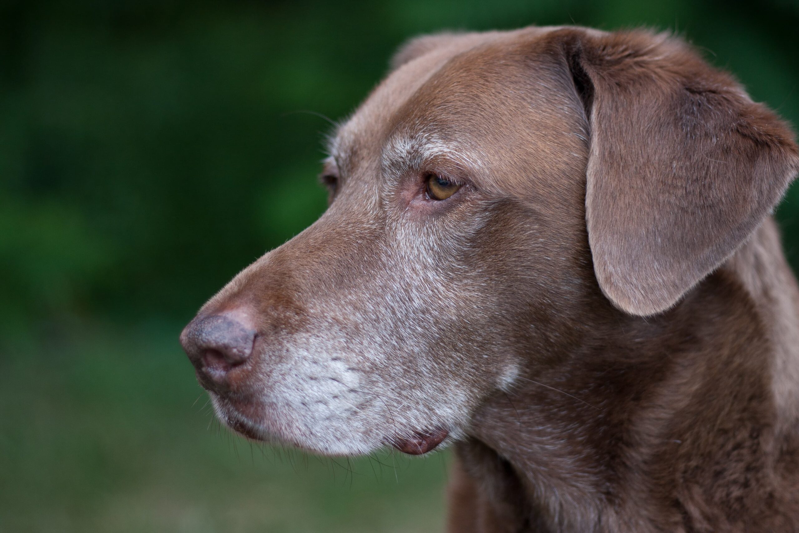 do older dogs poop more often