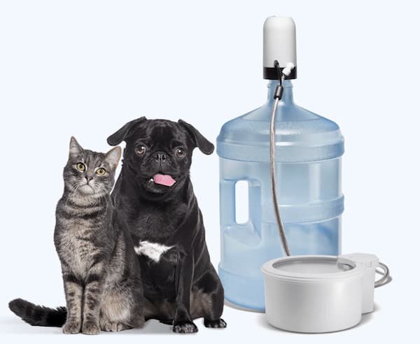 dog and cat hydration