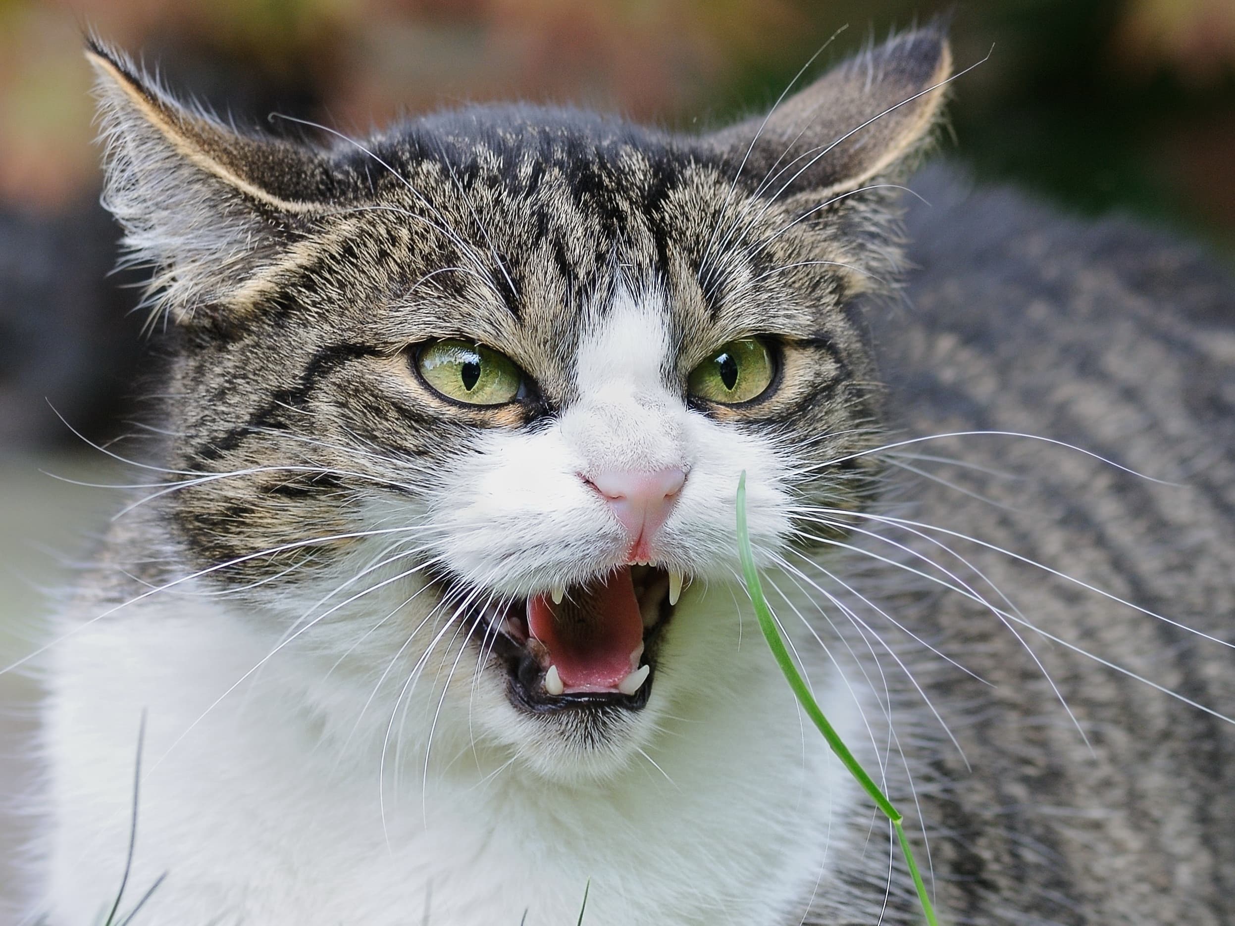 5 Ways You Might Be Stressing Your Cat Out