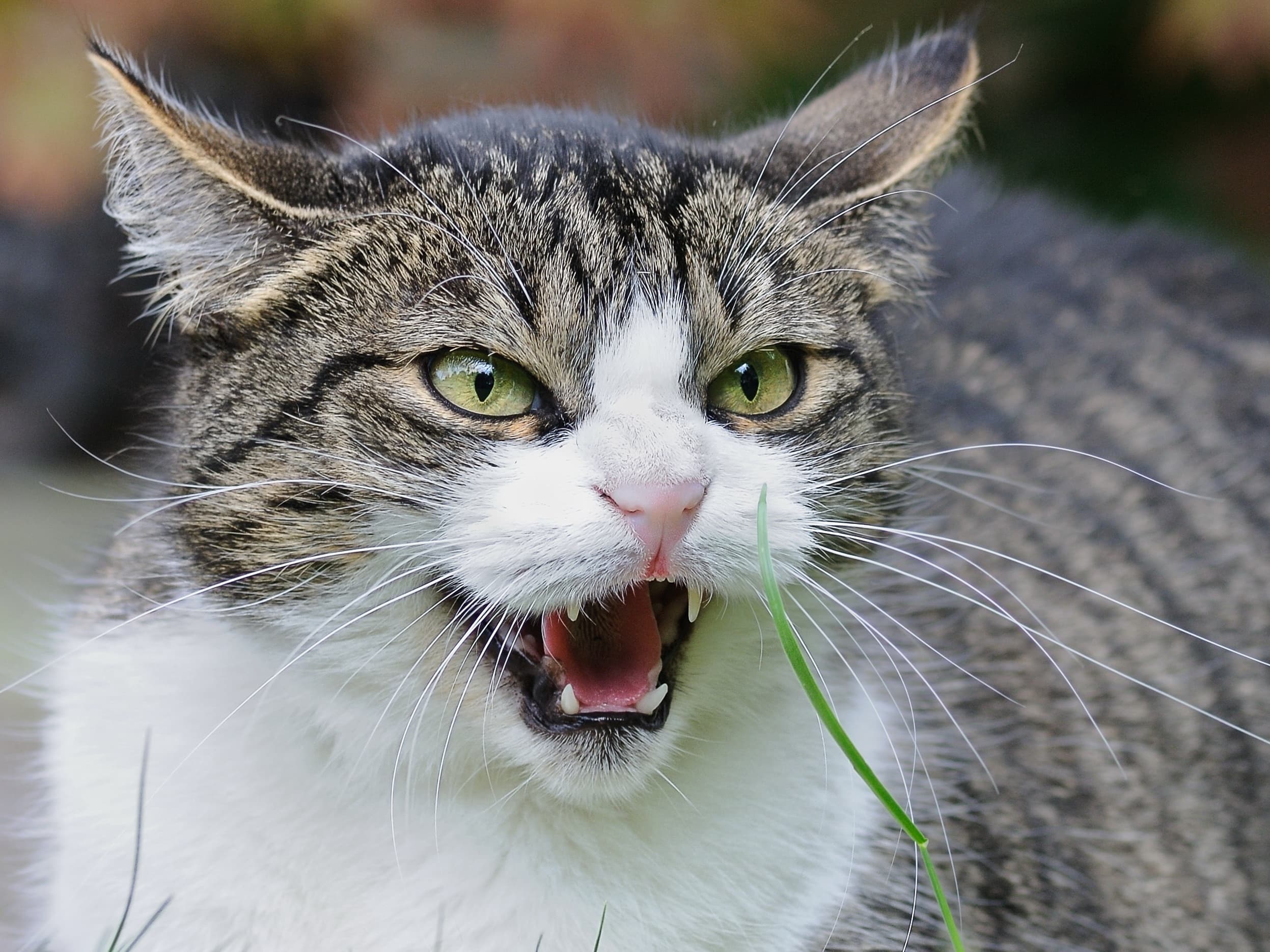 Your Cat May Silently DESPISE You For These 8 Shocking Reasons 