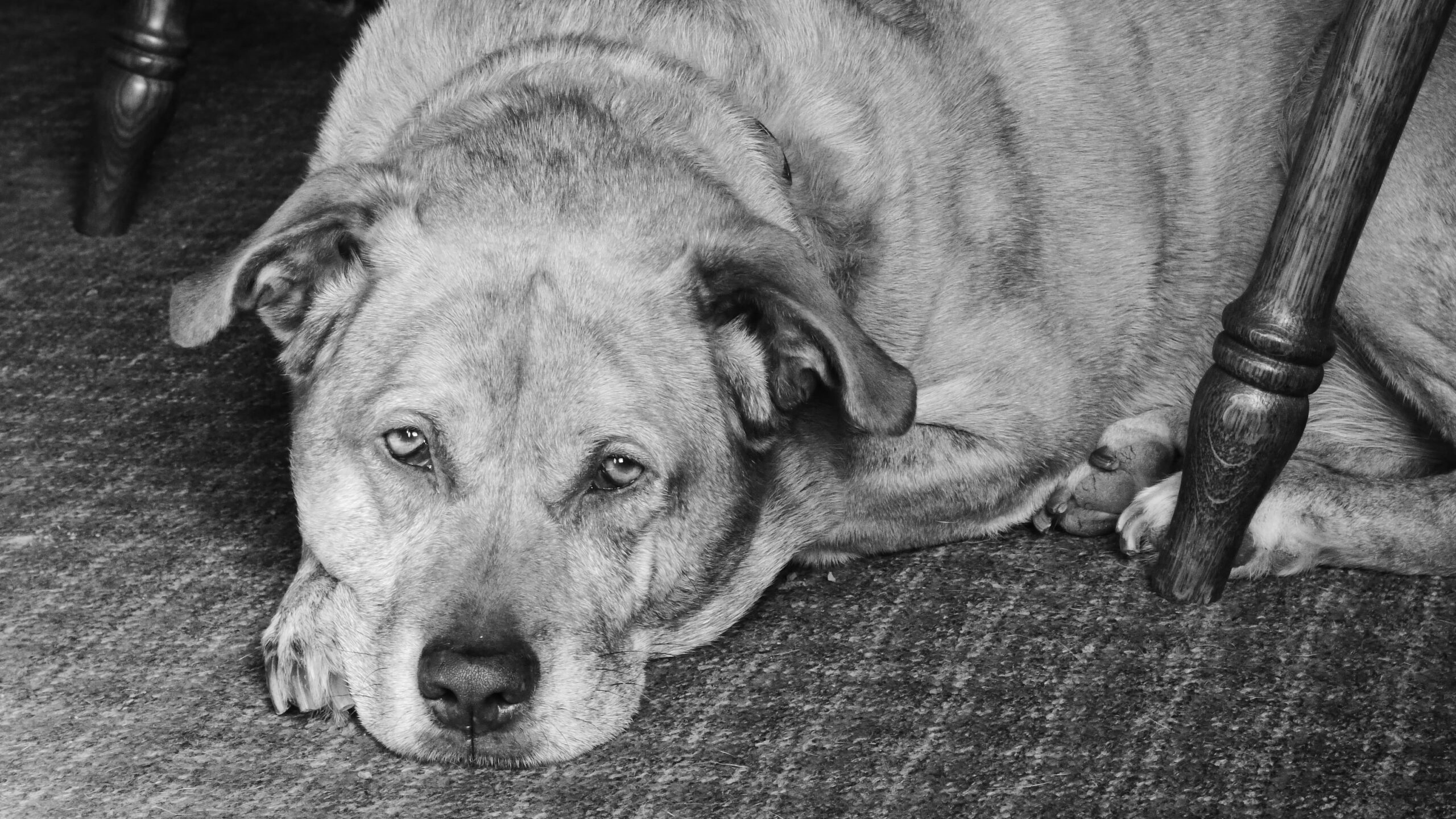 Your Senior Dog: What to Expect at 13 to 15 Years