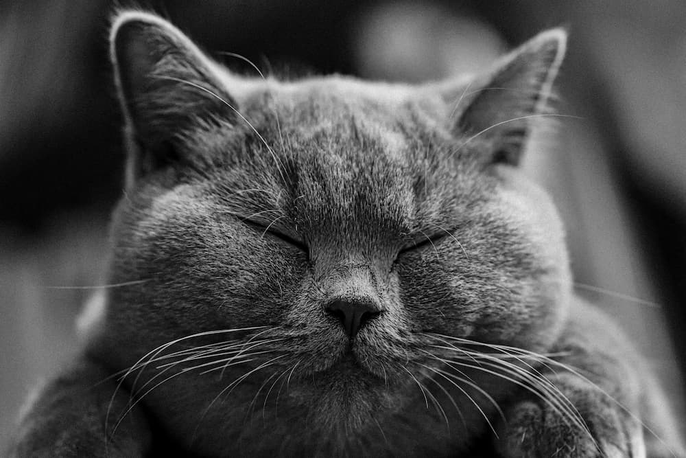 Getting Your First Cat As an Adult? Prepare for the Sniffles