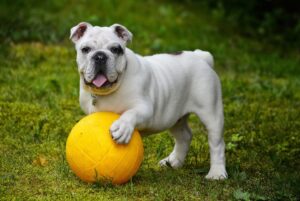 safest dog travel crate