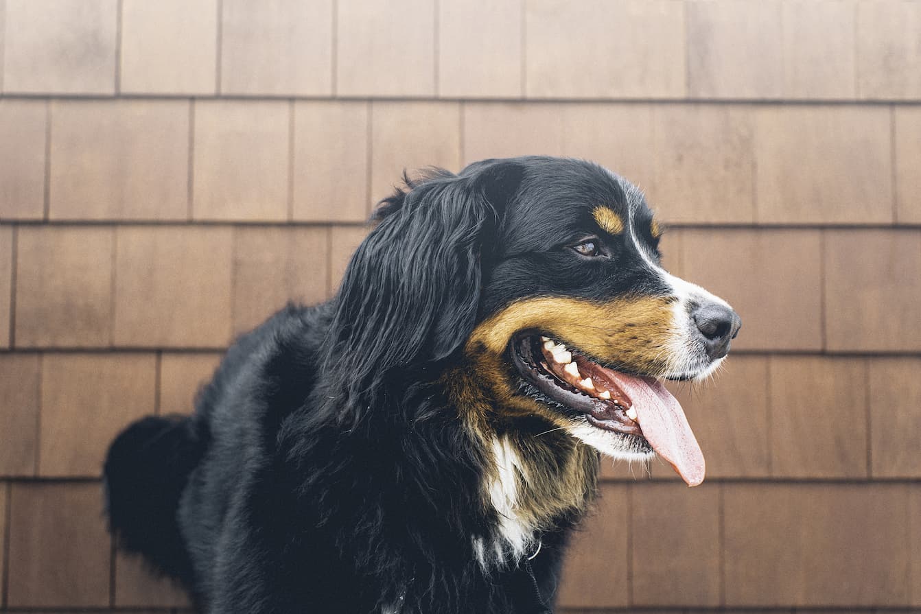 Dog Behavior Decoded: Why Do Dogs Pant?