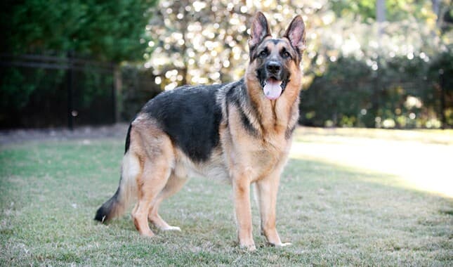 how quickly do german shepherds grow