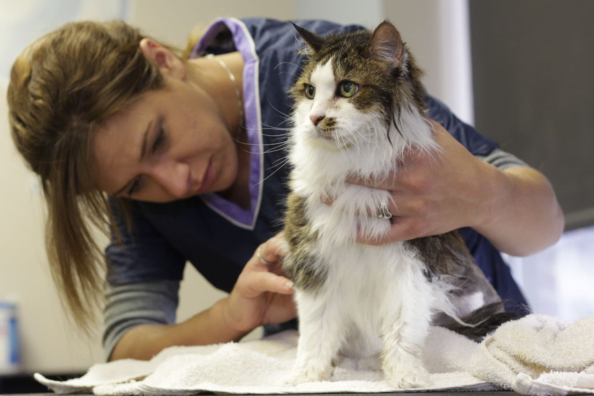 A Pet Owner's Guide to Flea Control