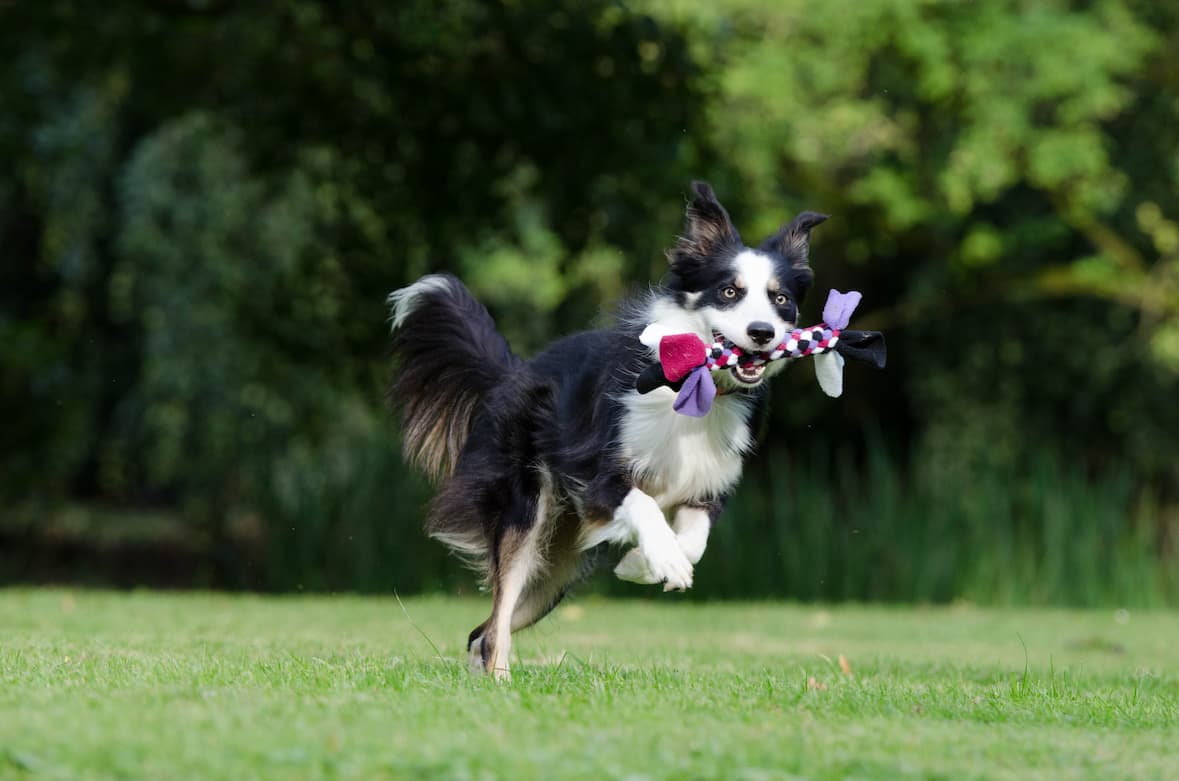 Border Collies - Temperament, Facts, Dog Tricks and Shows