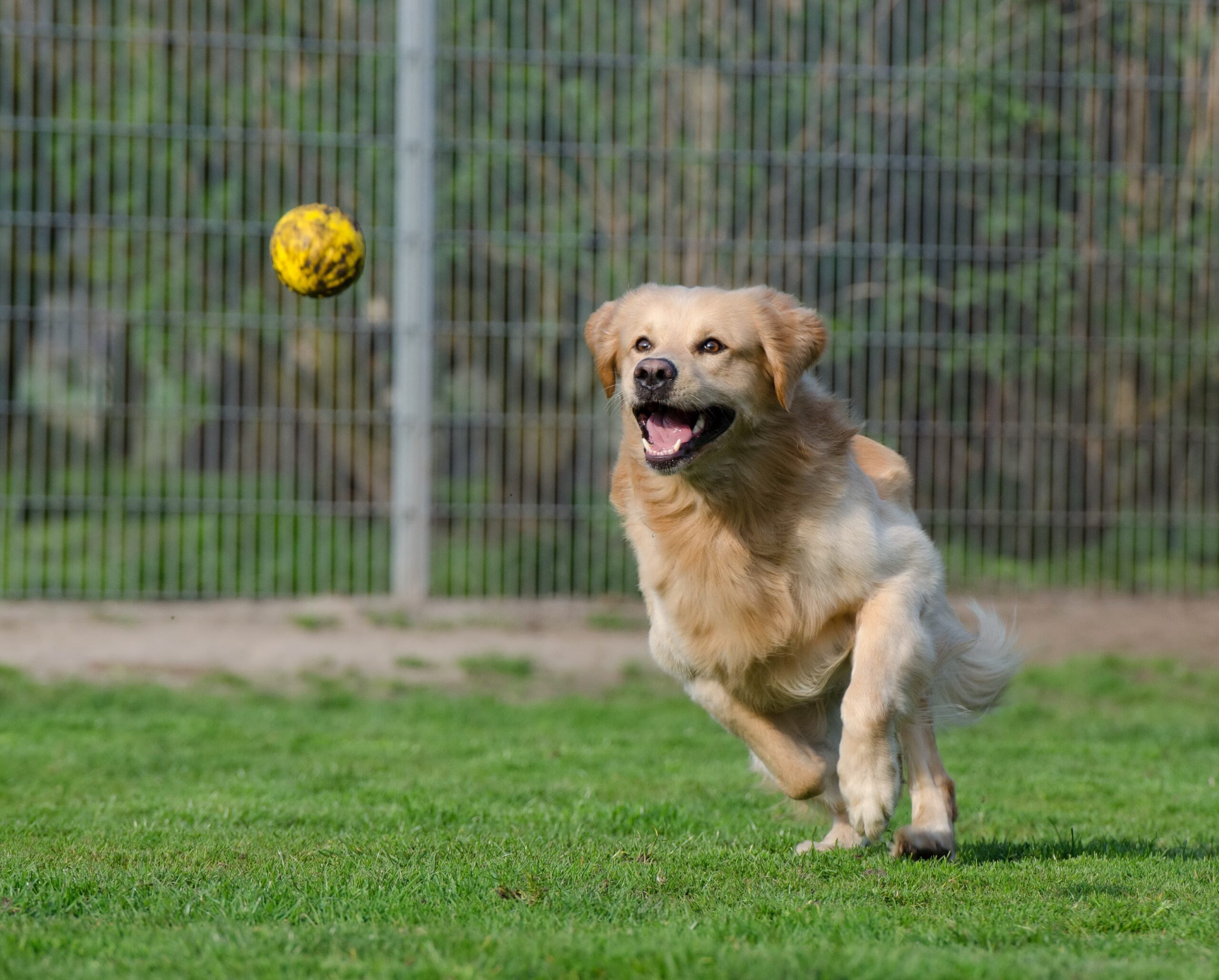 II. Top 5 Engaging Playtime Activities for Your Dog