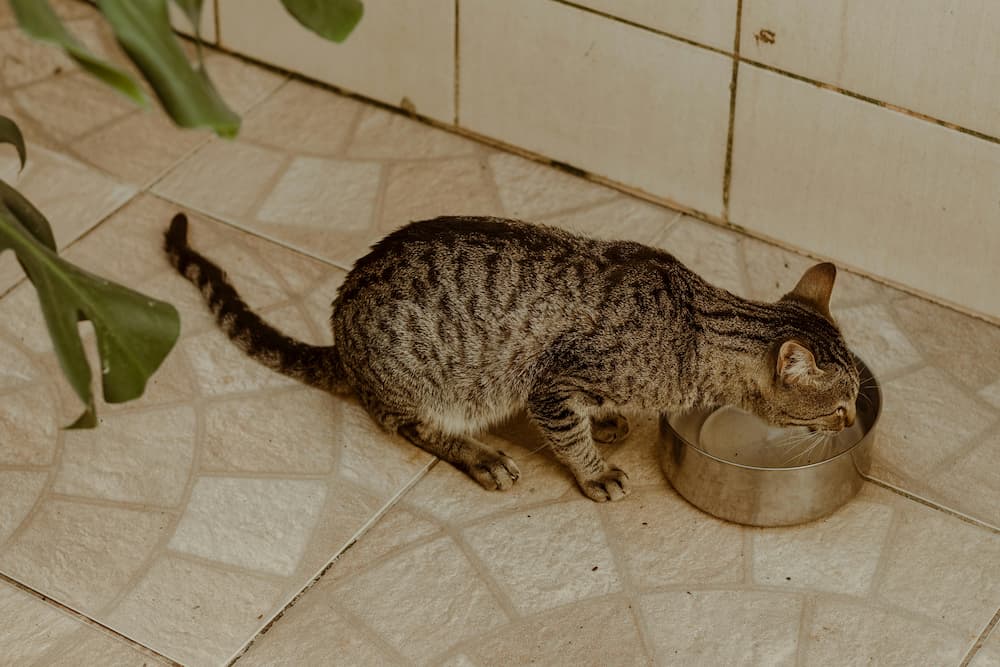 cat drinking water