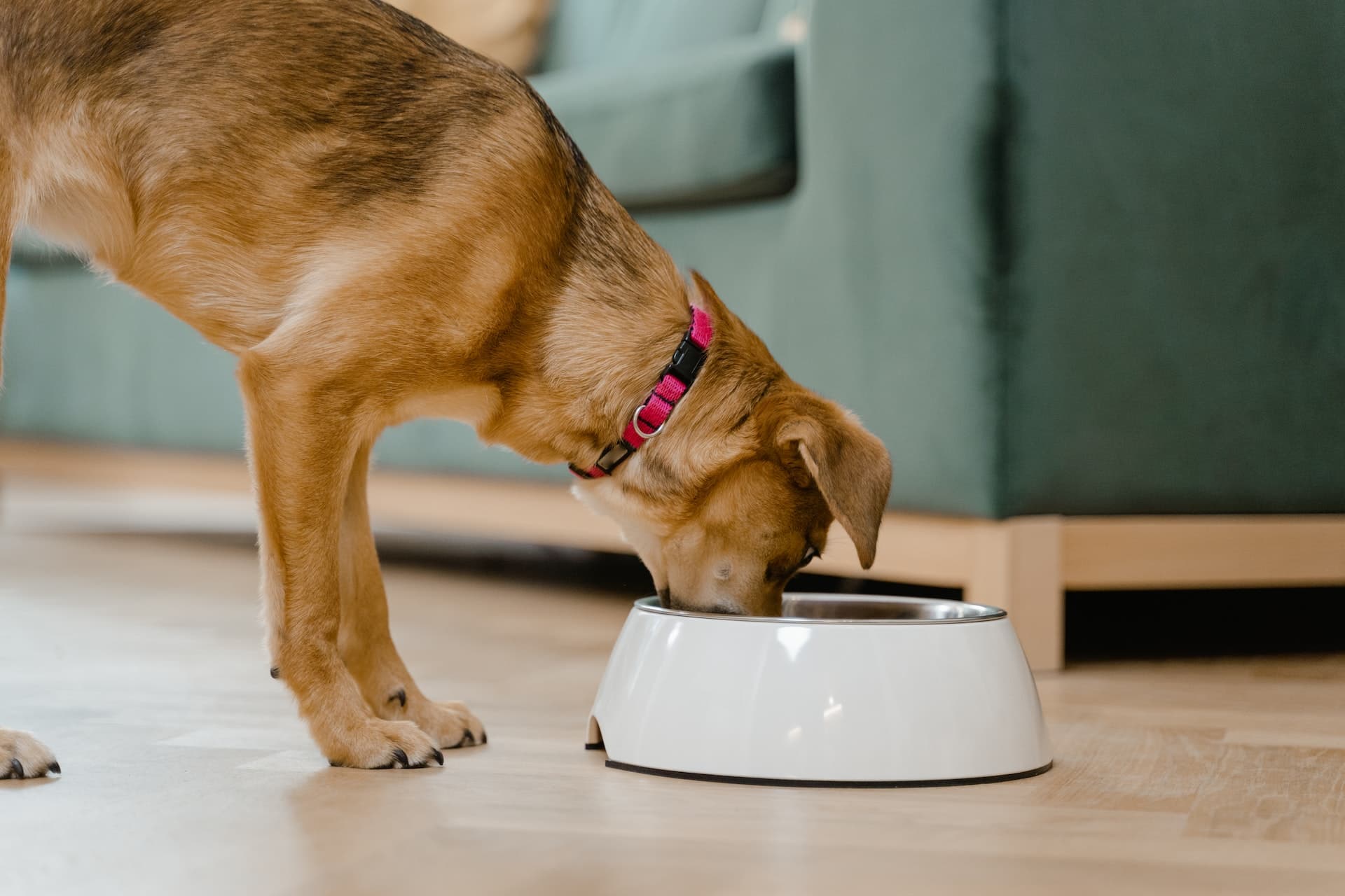 Why Does My Dog... Push Around His Bowl?