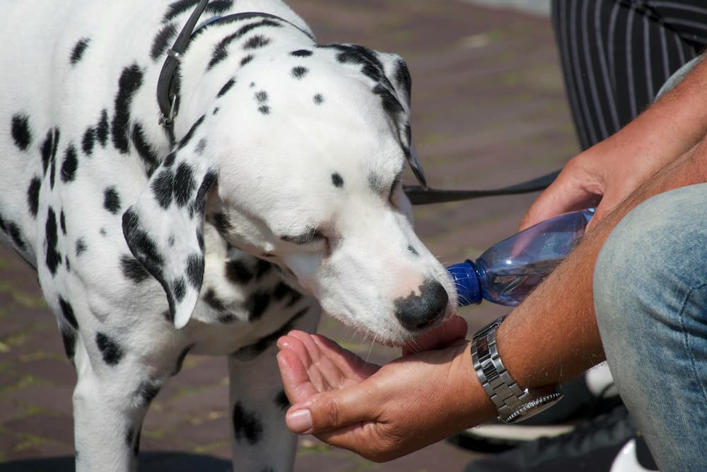 Tips to Spot and Prevent Dehydration in Pets