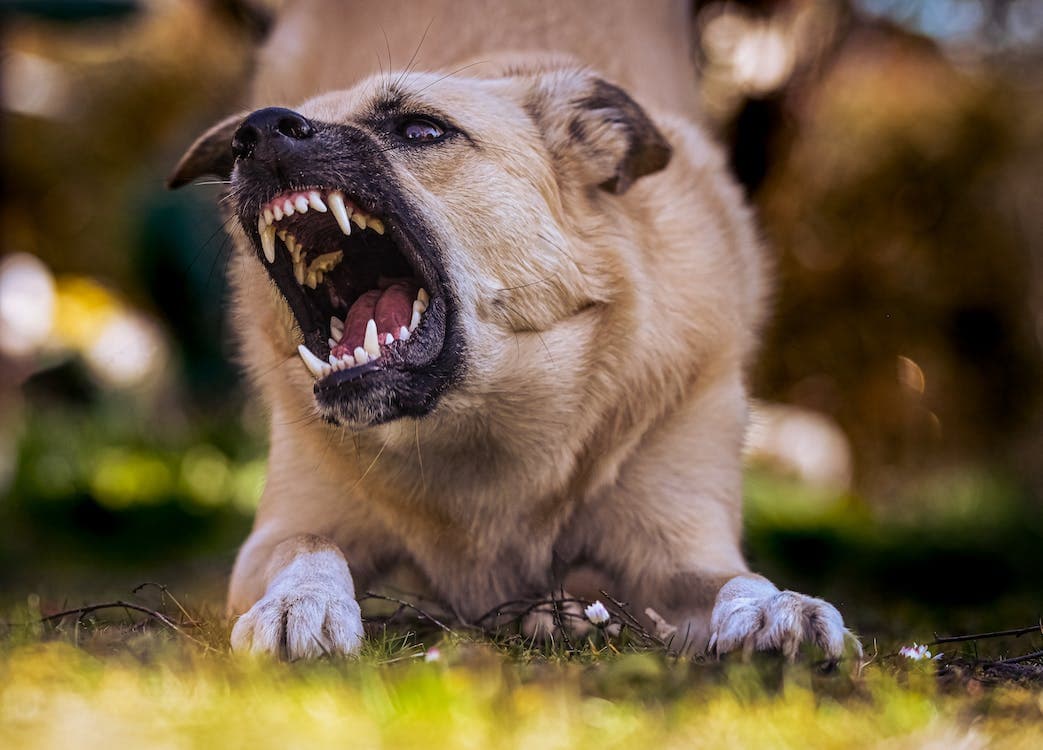 how can i help my dog with aggression