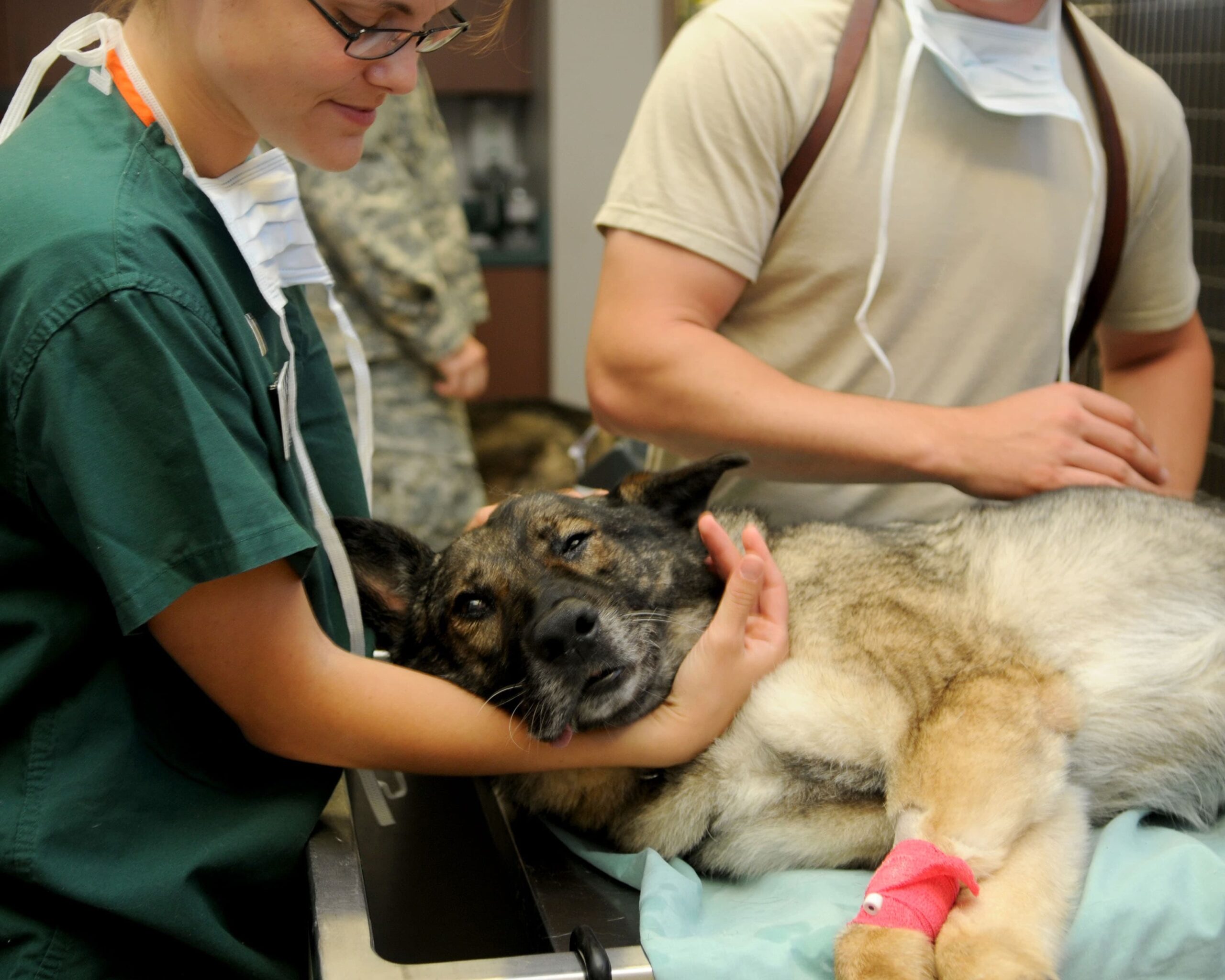 Caring for Your Pet After Surgery