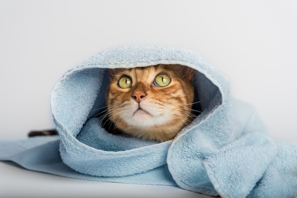 Cat wrap online