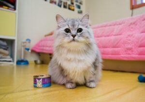 adult cat