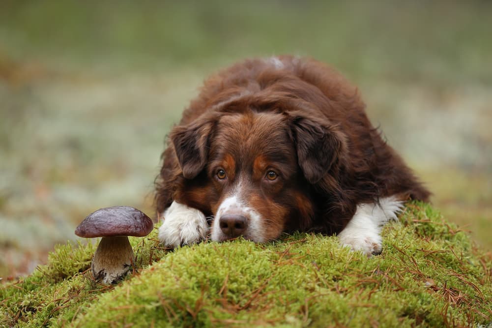 5 Common Mushrooms That Can Poison Your Pet