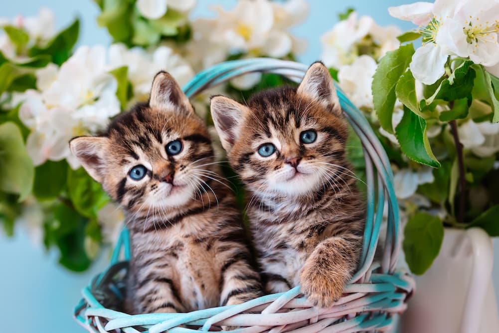 Your Kitten: What to Expect at 8 to 12 Weeks