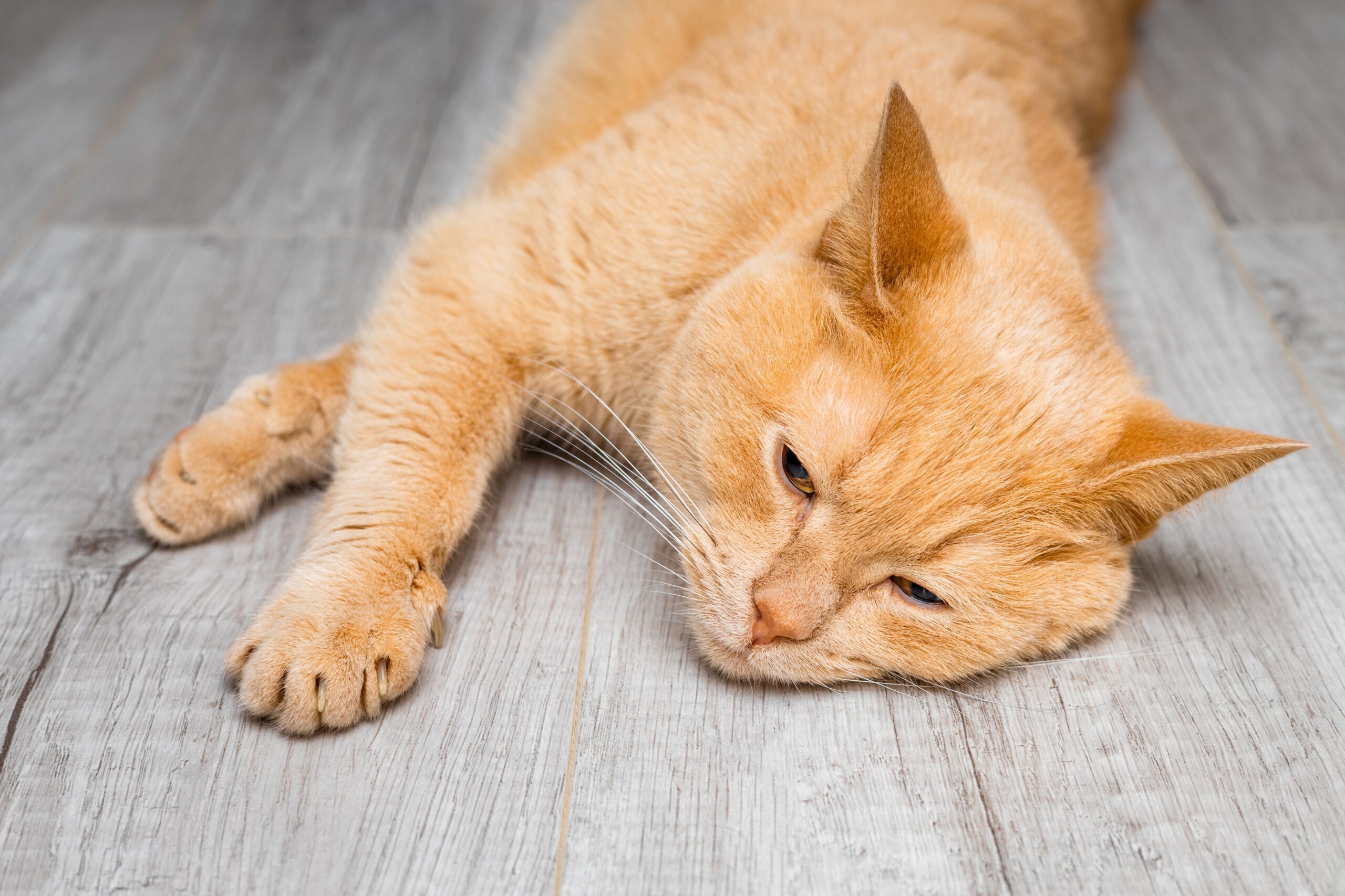 La Anemia en Gatos