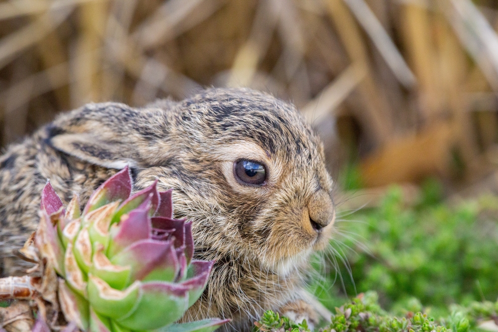 What Should You Do If You Find a Bunny Nest?