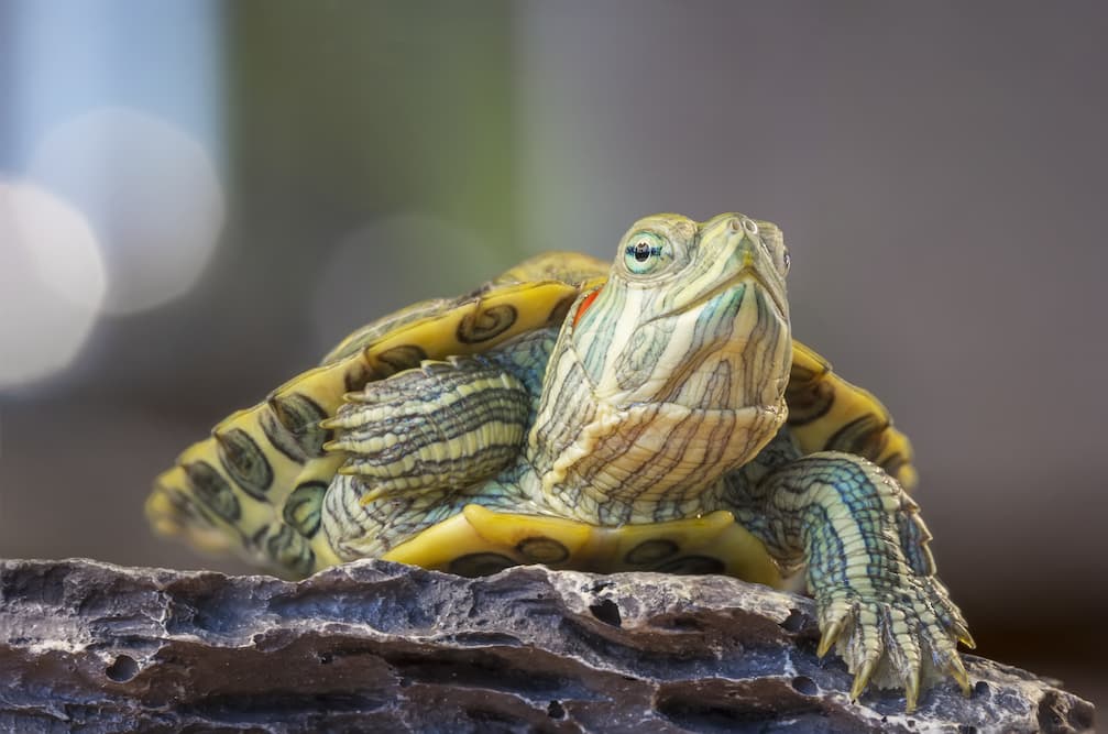 10 Types of Turtles That Make Great Pets