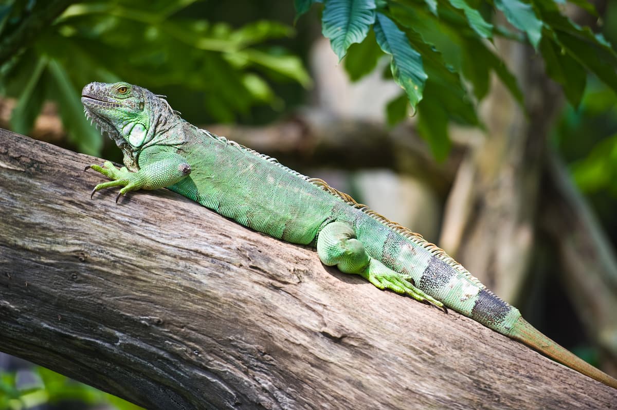 Top 10 Fun Facts About Iguanas