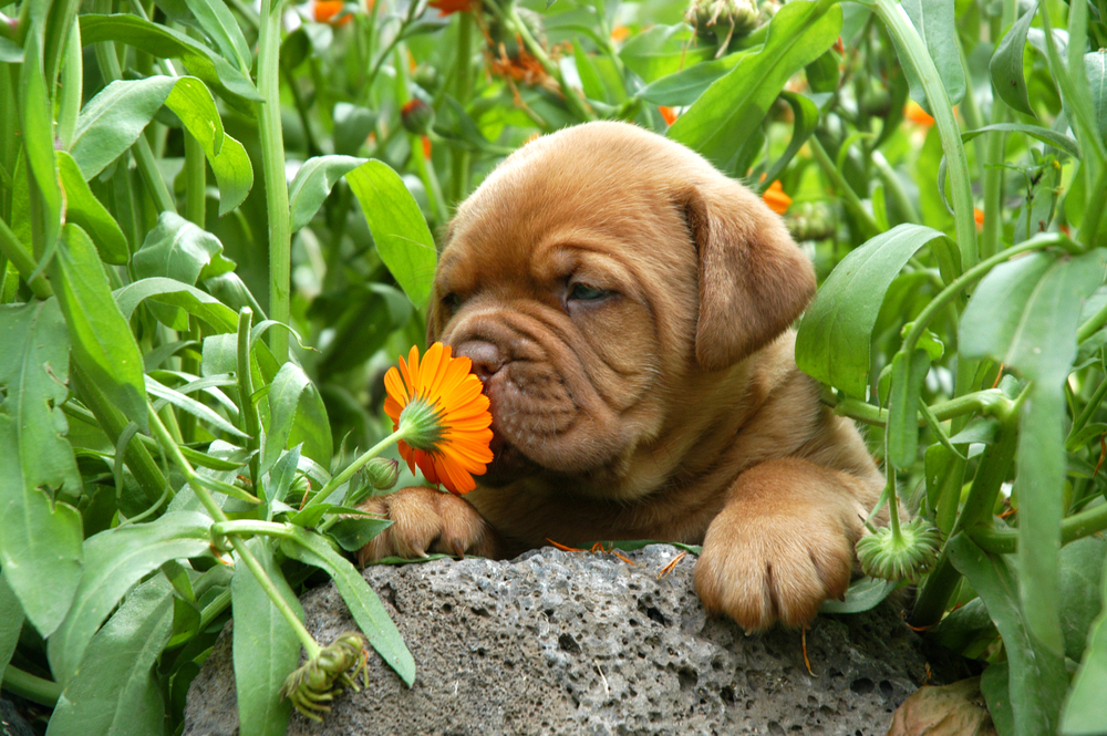10 Dangerous Spring Plants For Pets