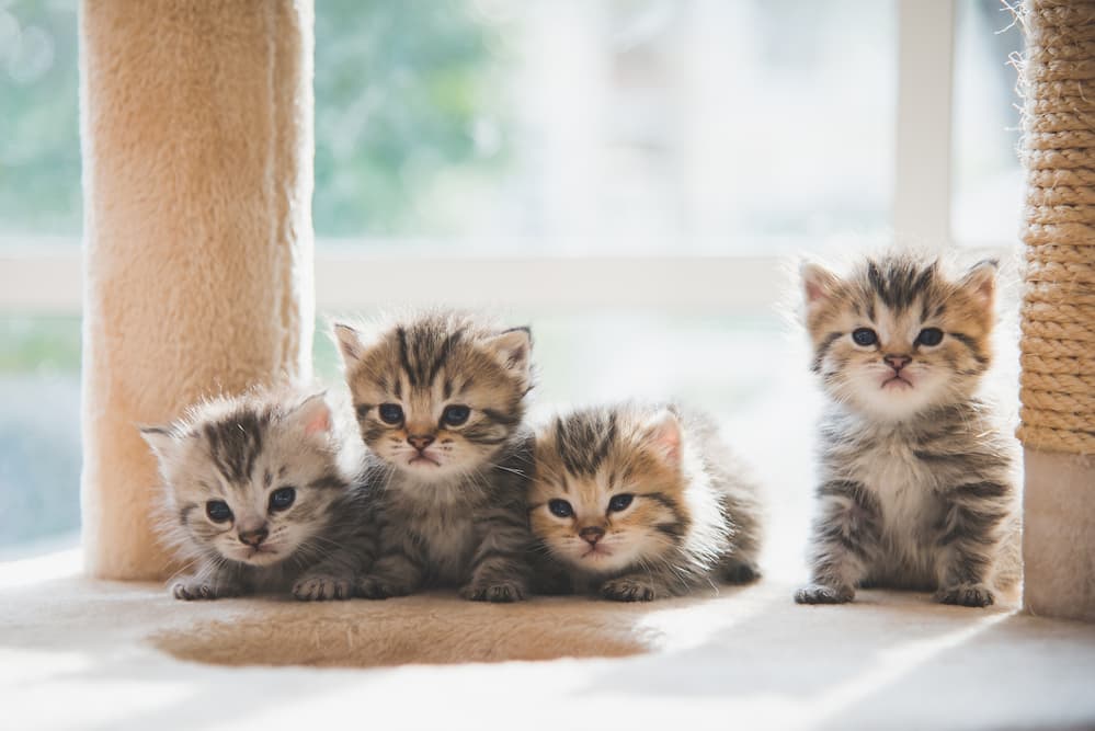 New Cat Owner Guide: 9 Steps for Taking Care of Your Kitten