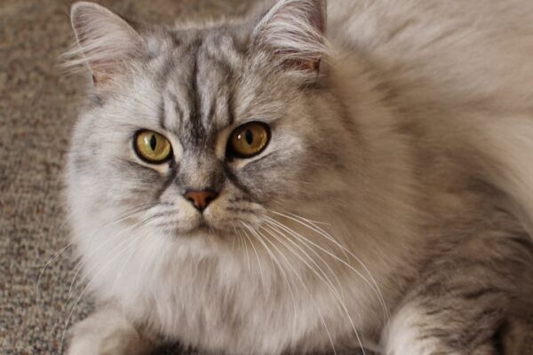 portrait of persian cat
