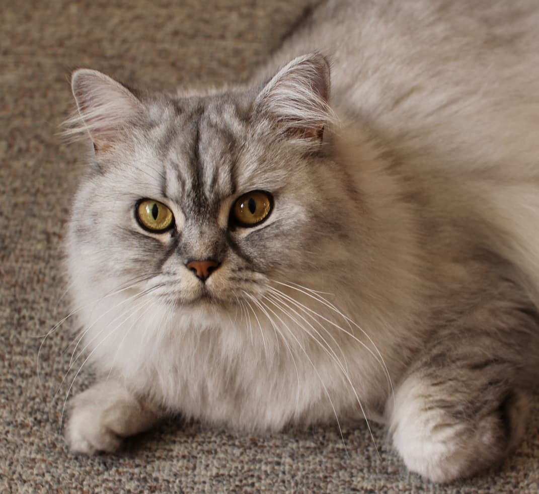 Persian Cat Breed Information - Vetstreet | Vetstreet