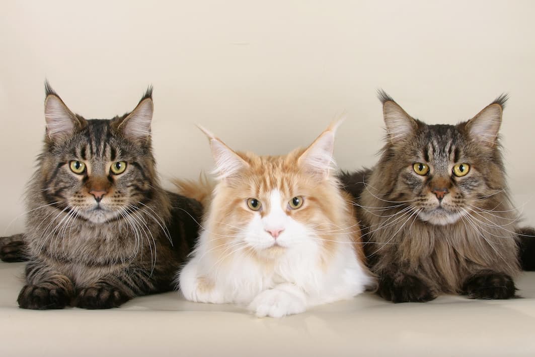 Maine Coon Cat Breed Information - Vetstreet | Vetstreet