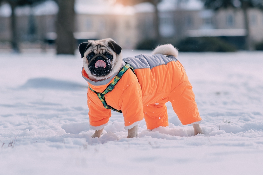 Must-Have Accessories and Dog Coats for Winter Weather