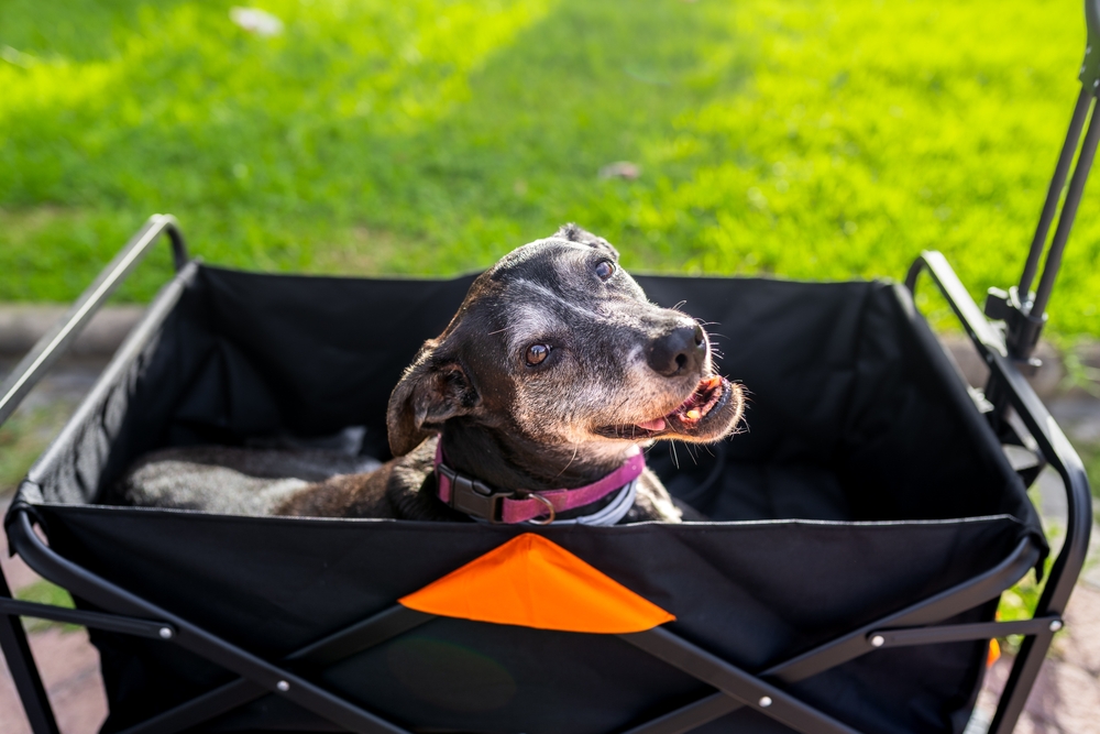 Vetstreet's Favorite Senior Pets Products To Make Life Easier