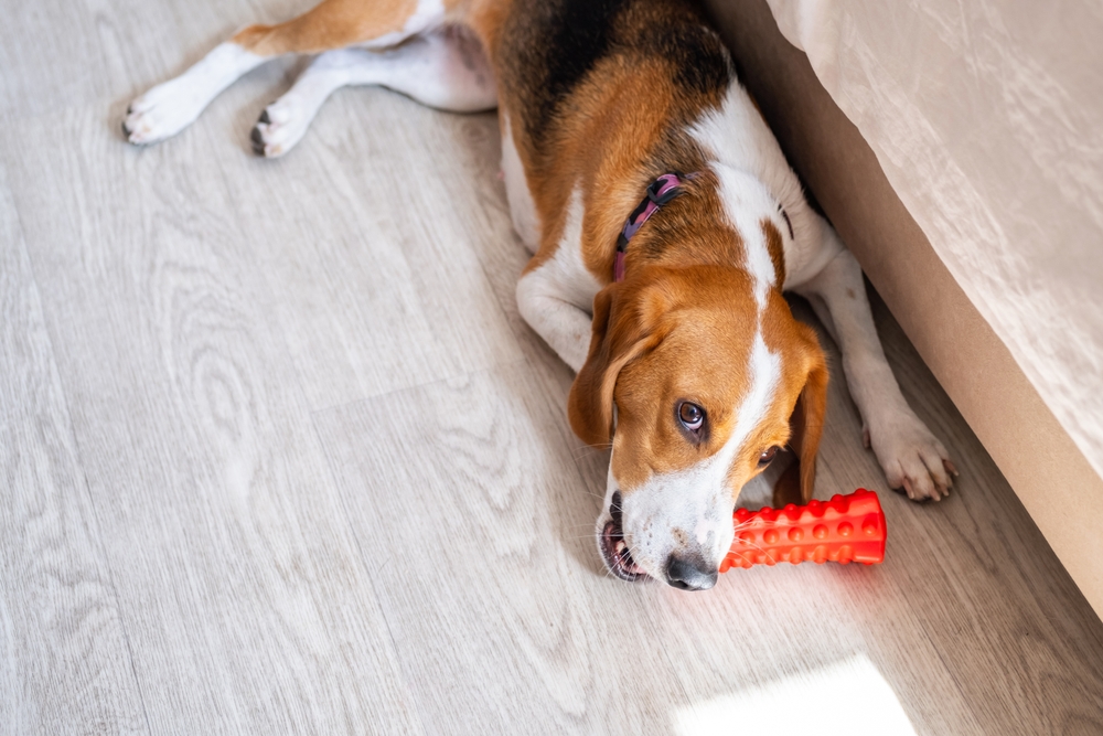 Fun and Affordable Dog Toys Under $20