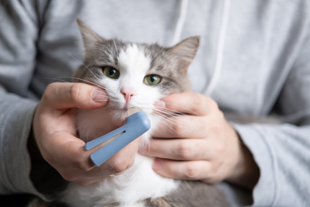 Cat getting teeth brushed with finger brush