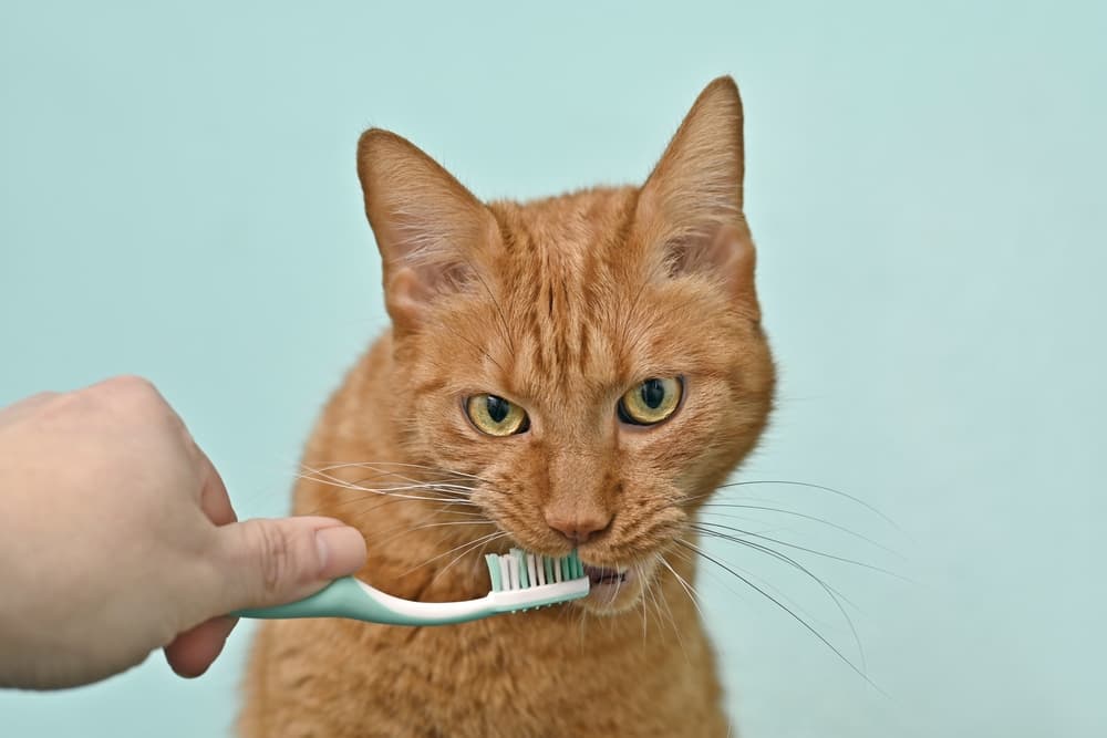 6 Best Cat Toothpaste Picks of 2023