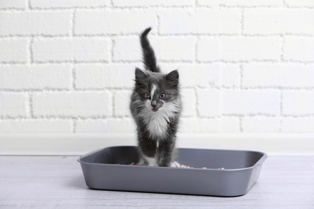 6 Best Non-Clumping Cat Litters of 2024