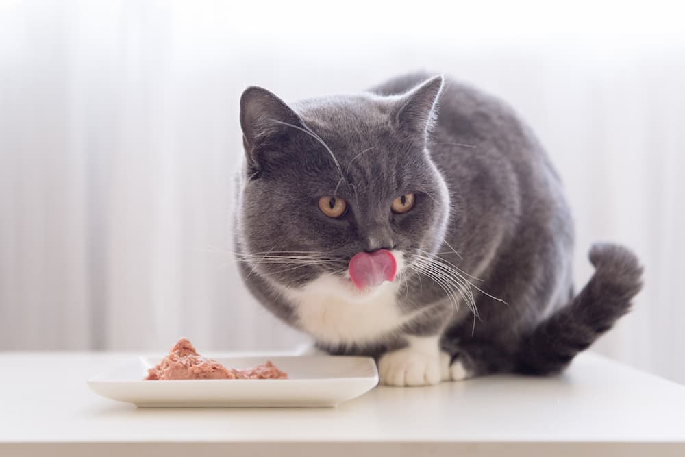 Best Senior Cat Food: 8 Options to Meet Your Aging Feline’s Needs