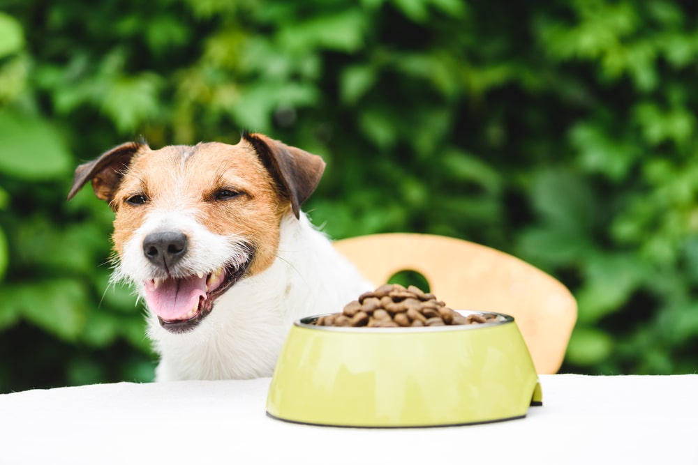 What Kind of Dog Bowl Is Best for My Dog?