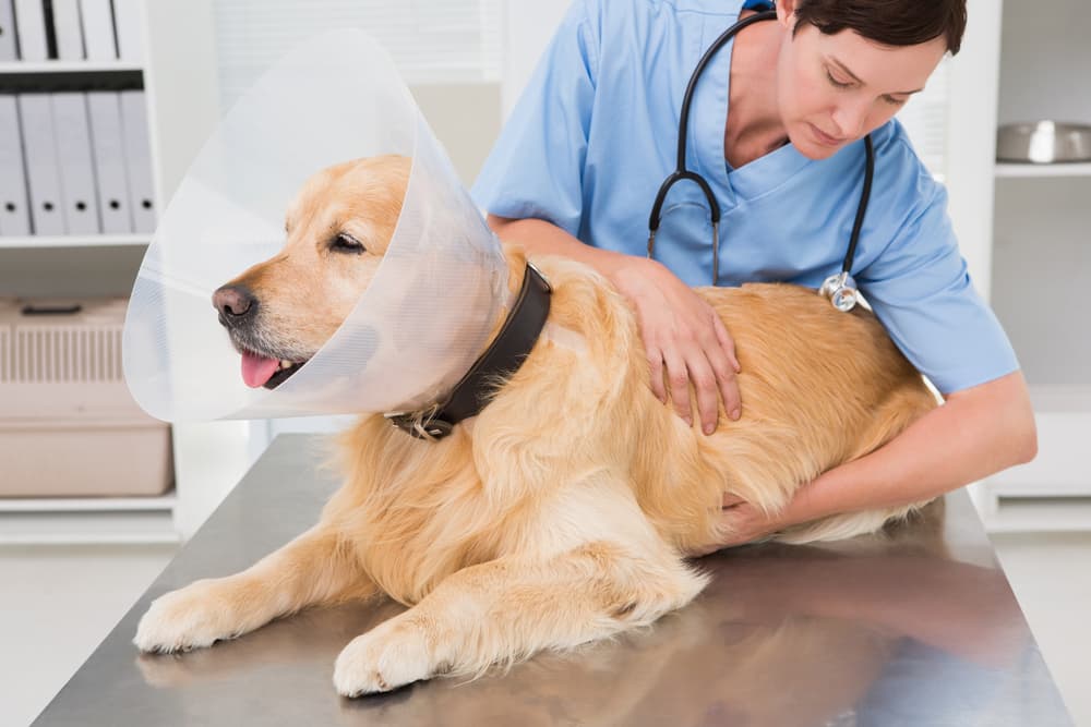 Dog wearing a cone being checked by a vet