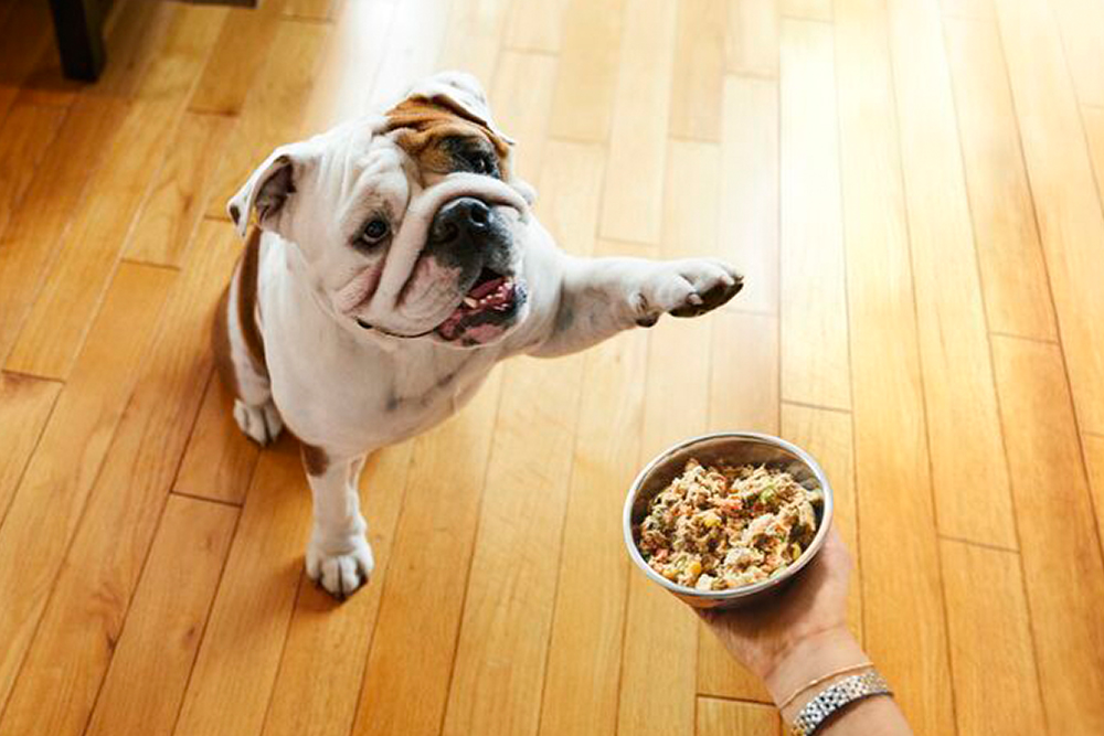 bulldog with one paw in the air reaching toward bowl of The Farmer's Dog food