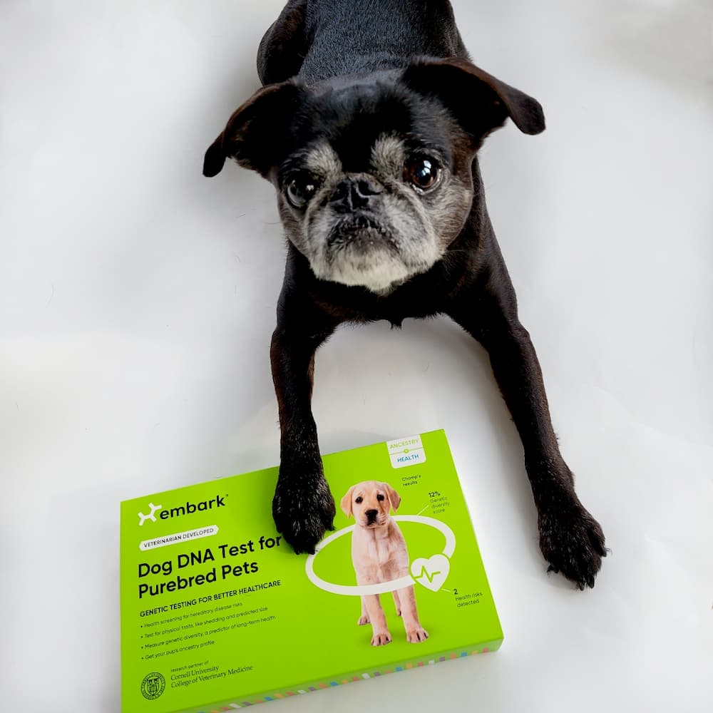 Embark purebred DNA test with Millie