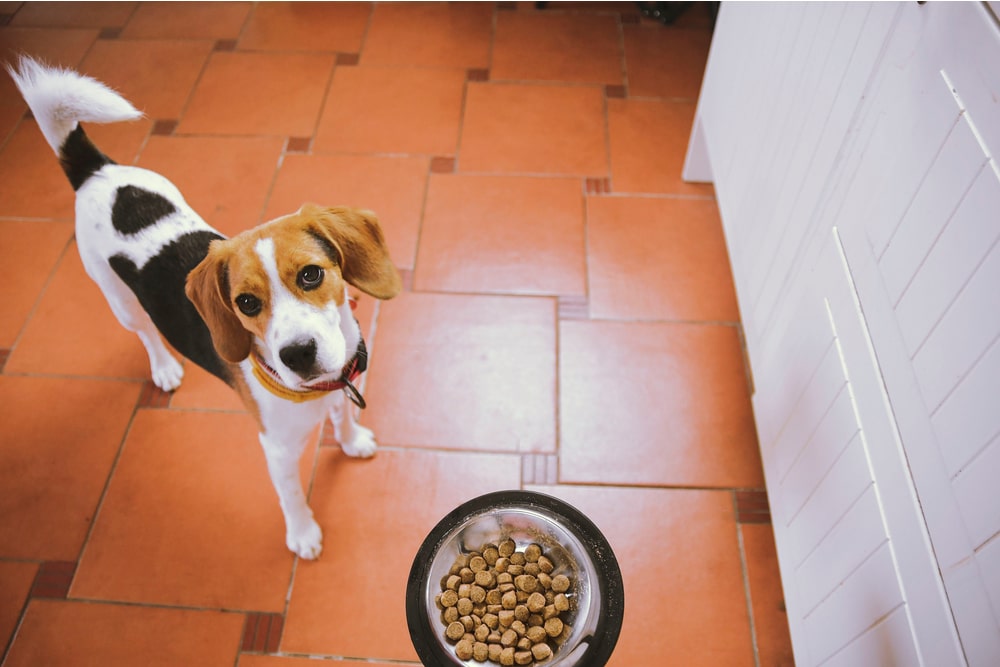 Dog with dog food bowl