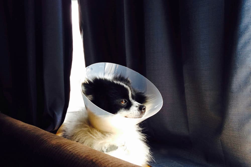 Dog sitting uncomfortably wearing a cone