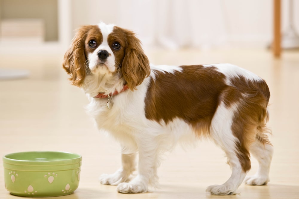Dog looking up with empty food bowl