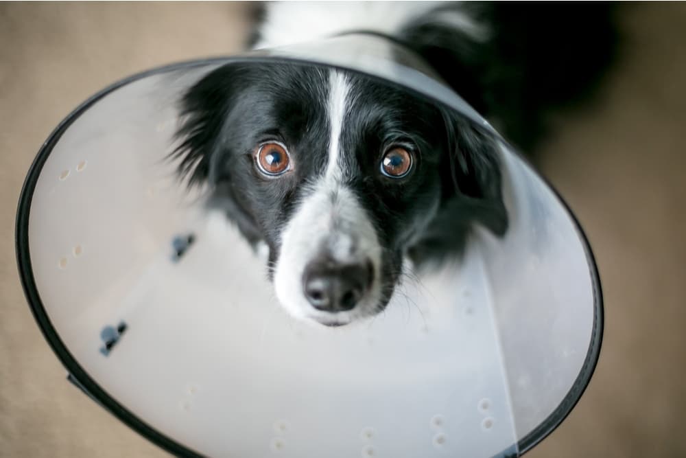Dog looking up sadly at owner while wearing a cone