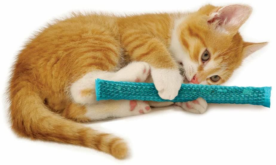 Cat playing with durable chew toy